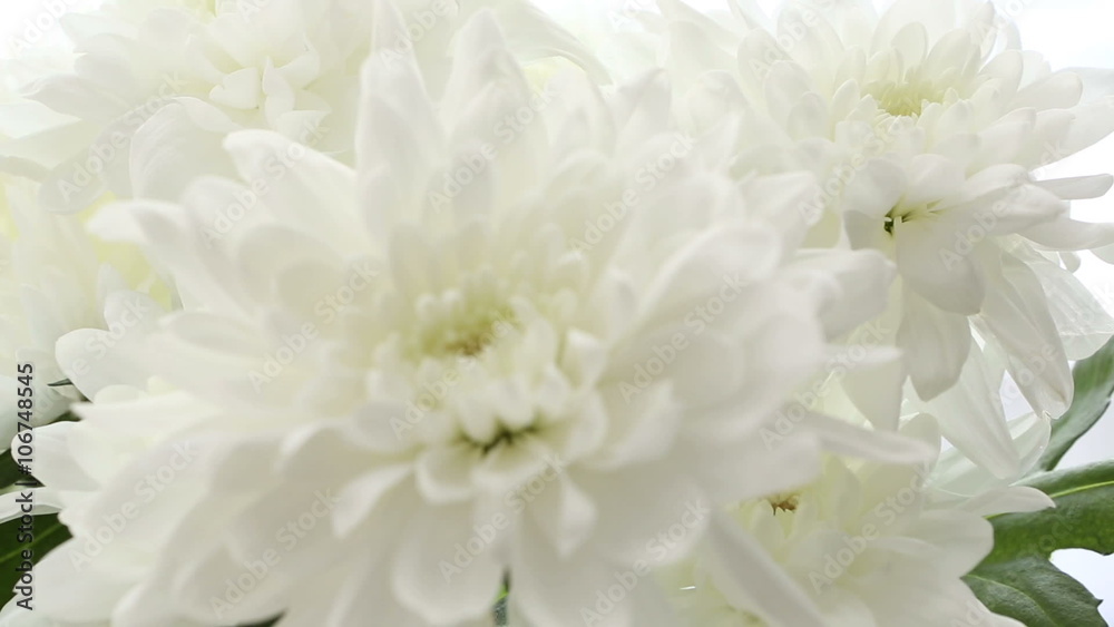 Beautiful bouquet white chrysanthemums on white background. Video is blurred and out of focus. Beautiful bouquet white chrysanthemums on white background. Video is blurred and out of focus.