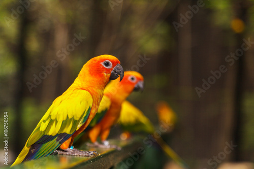 Sun Conure