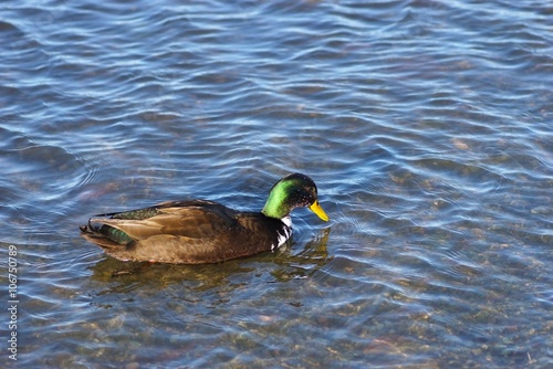 Duck swimming in the lake