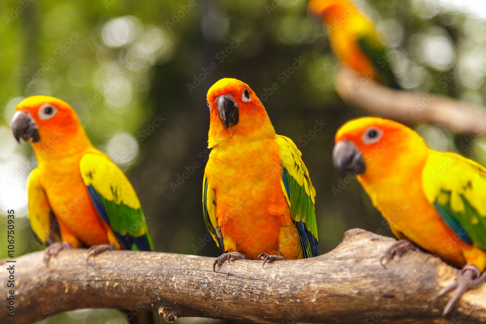 Sun Conure