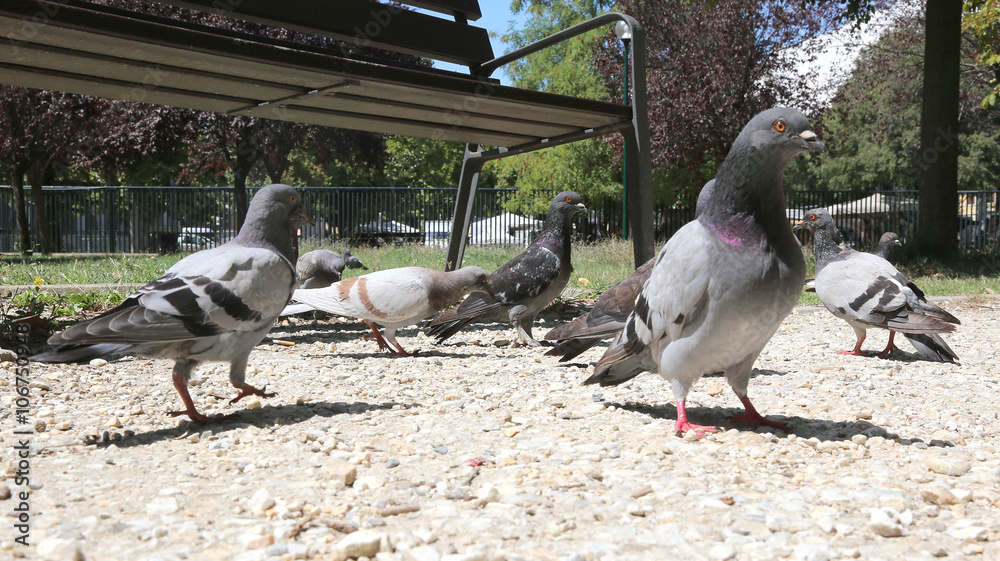 Fototapeta premium doves and pigeons hungry eat the crumbs in the public park