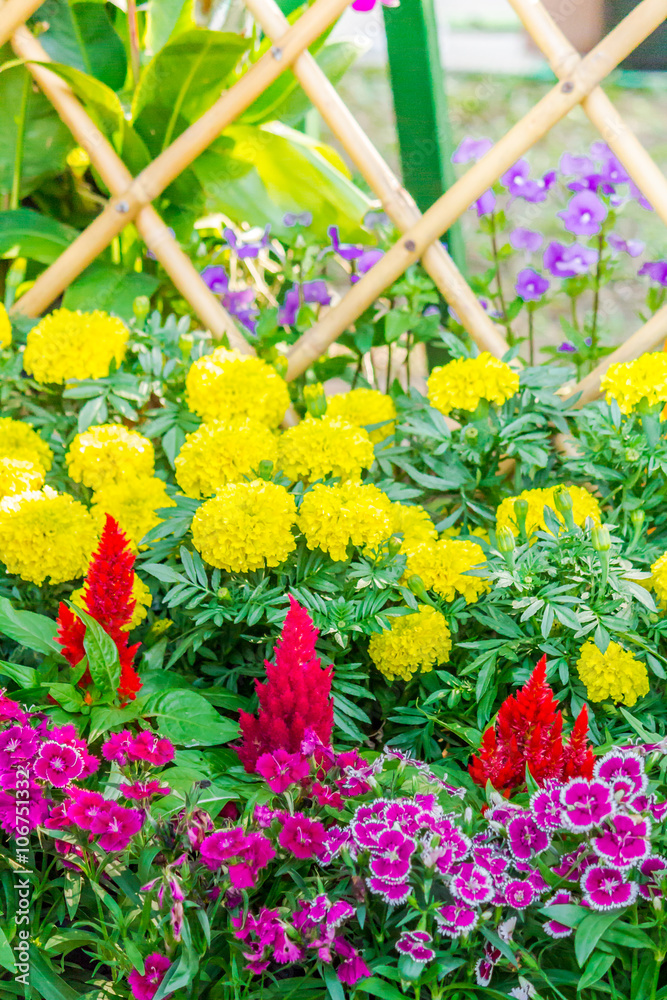 Obraz premium Beautiful flower garden on summer./ Picket fence surrounded by flowers in a front yard on summer.