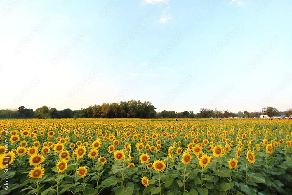 Sunflower in Thailand