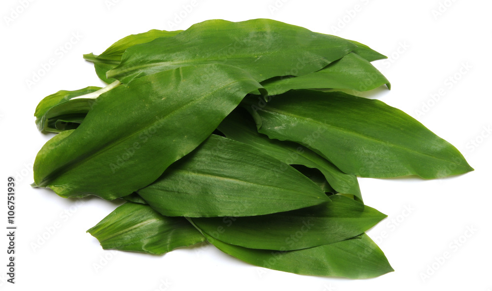 Allium Ursinum Karhunlaukka Ajo De Oso Bear Garlic Aglio Orsino 熊葱 Ramsons Cheremsha Buckrams Barlauch Ail Des Ours Czosnek Niedzwiedzi ثوم الدببة Wild Ursino Stock Photo Adobe Stock