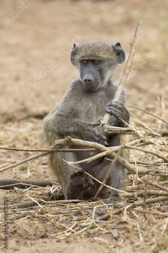 Baboon family play and having fun in nature