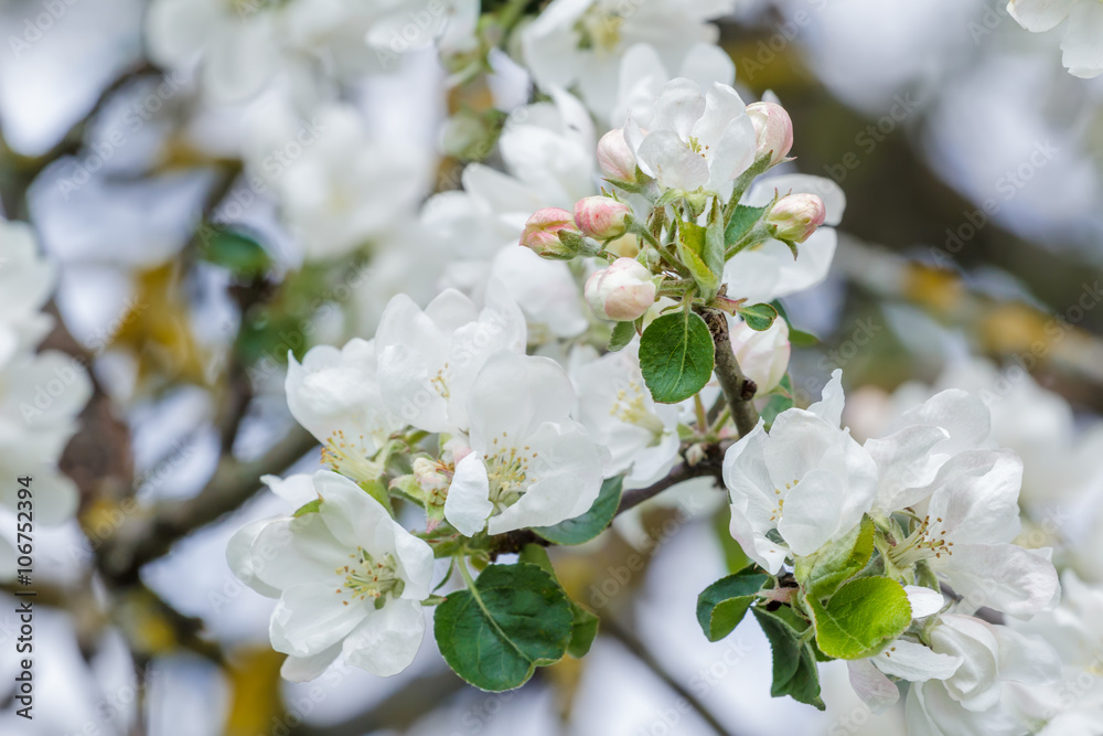 Obraz premium New spring season apple tree branch in full bloom with pink and white flowers