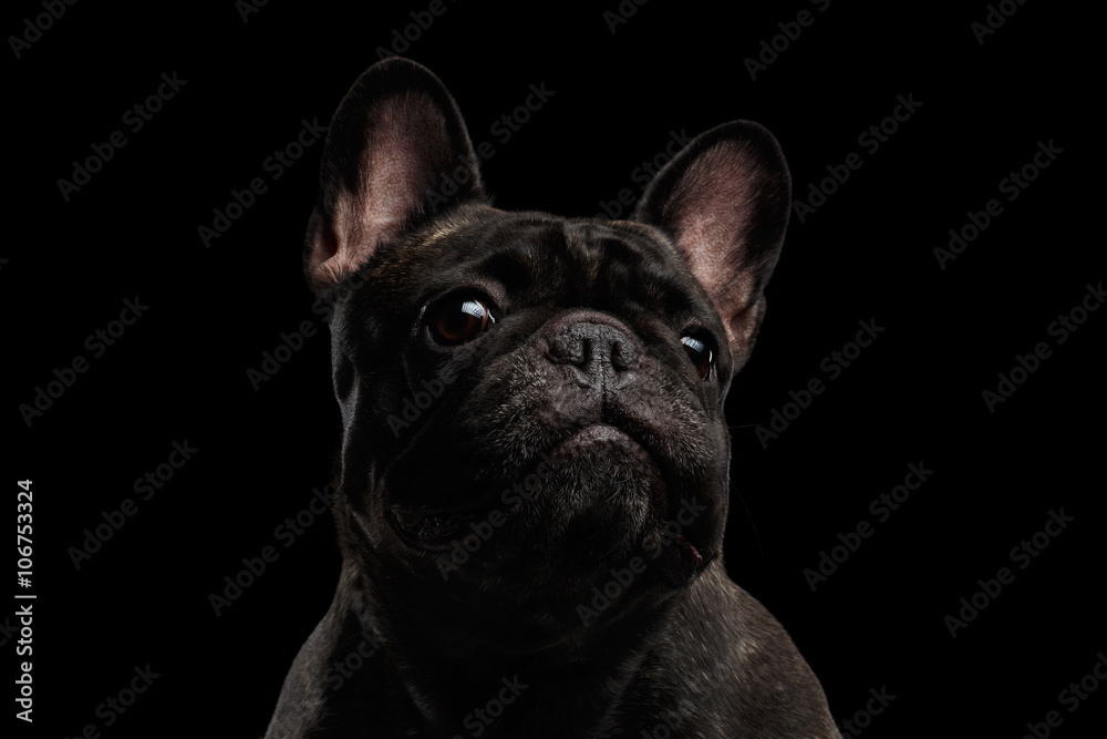 Close-up Portrait of Funny French Bulldog Dog Curiously Looking, Front