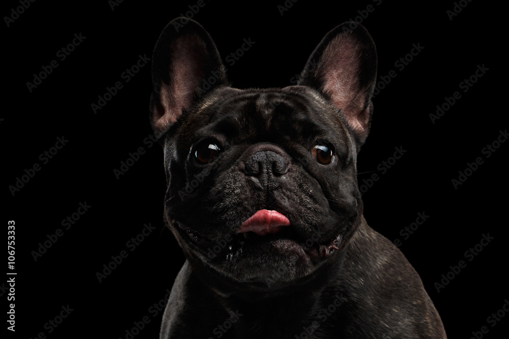 Close-up Portrait of Funny French Bulldog Dog, Curiously Looking Camera