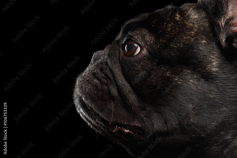 Close-up French Bulldog Dog in Profile view Isolated on black