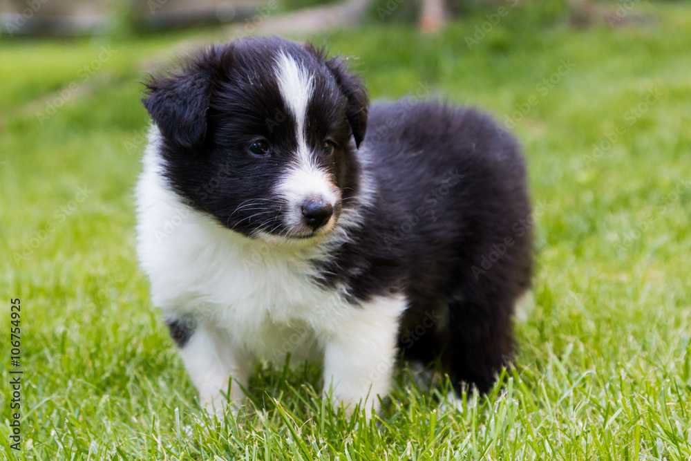 Shetland shepard puppy