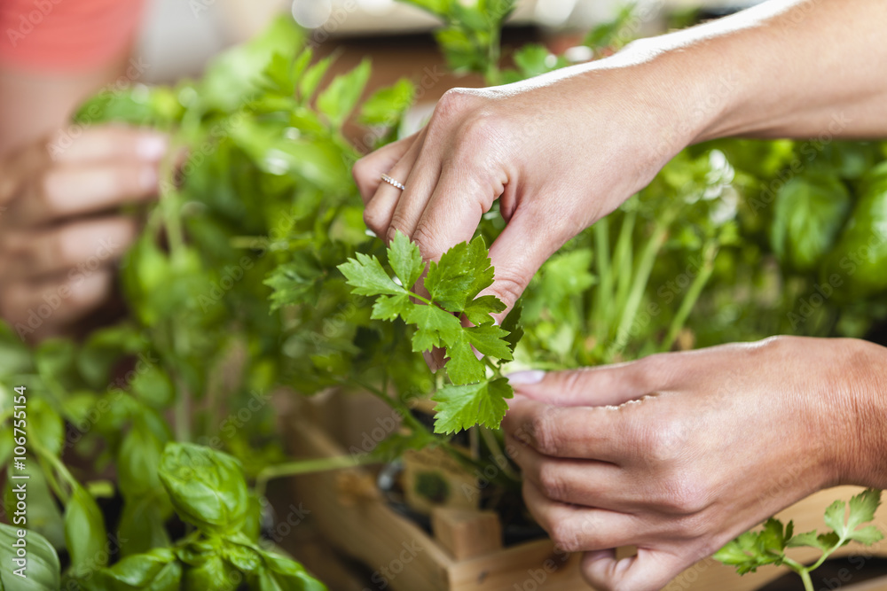 Hands plucking leaves from herbs Hands plucking leaves from herbs