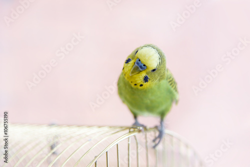 Green budgerigar on the cage. Budgie photo