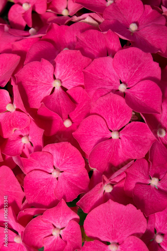 Impatiens Nuova Guinea fucsia