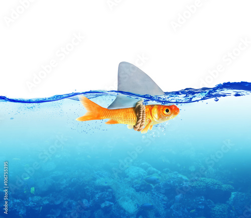Photography Red Fish  as shark