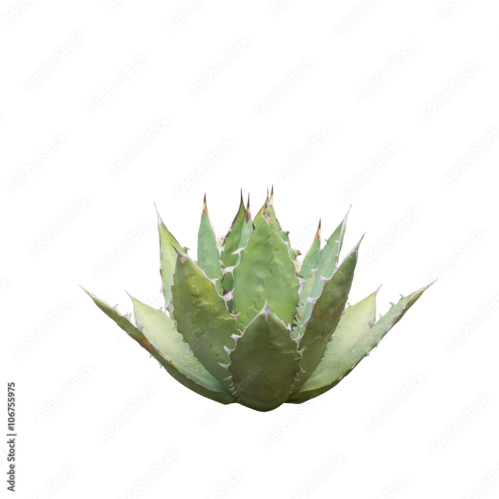 Agave titanota, Mexico, Queen Victoria's Agave Plant Agave titanota, Mexico, Queen Victoria's Agave Plant