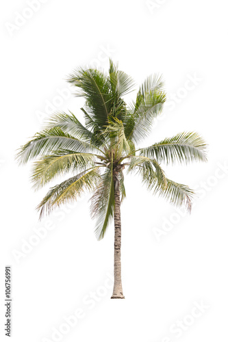 Coconut tree on white