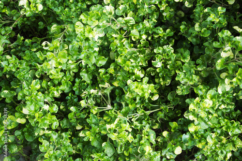 Green leaves for background