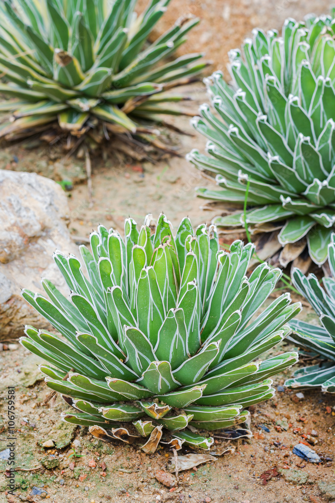 Agave Victoria Reginae. Agave Victoria Reginae.