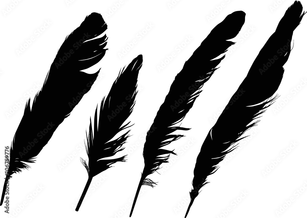 group of four straight black feathers on white group of four straight black feathers on white
