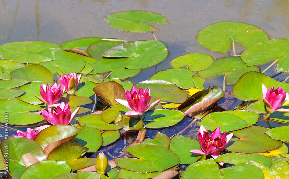 pink flowers of water lilies in a pond pink flowers of water lilies in a pond