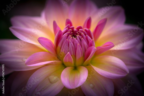 Closeup of a beautiful dahlia flower in vibrant  pink ros   tones on dark background