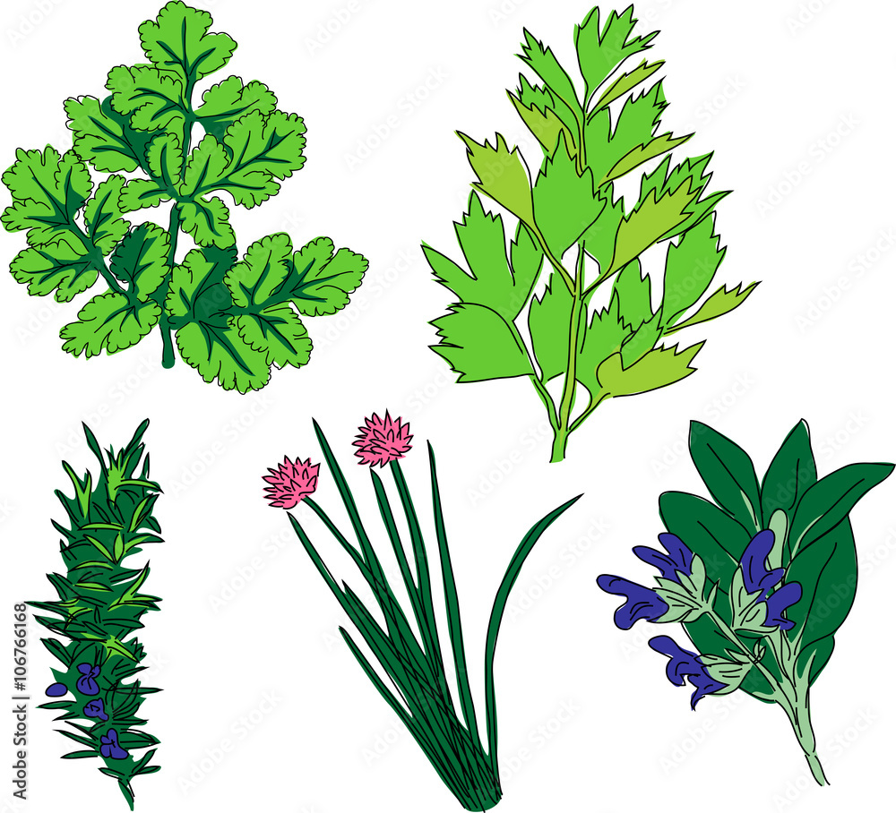 Naklejka premium Herbal spices - coriander, lovage, rosemary, chives and sage
