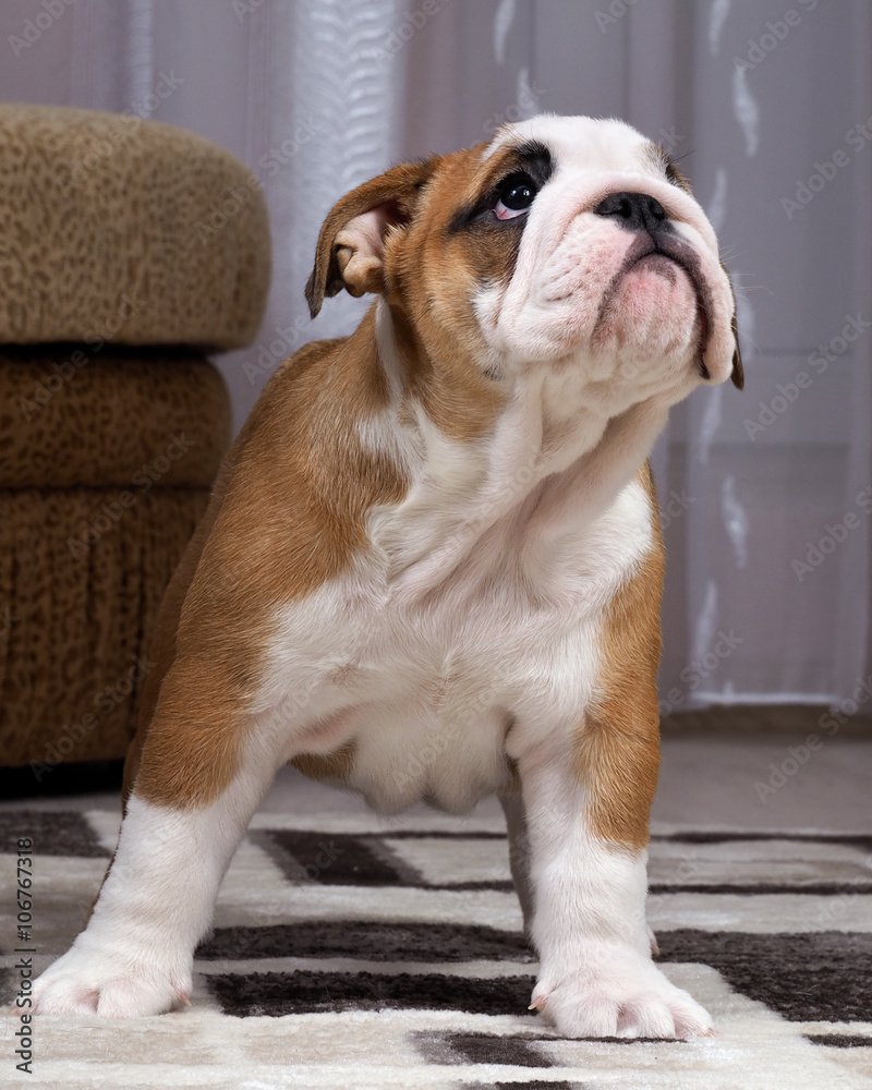 Are English Bulldogs Allowed In Apartments
