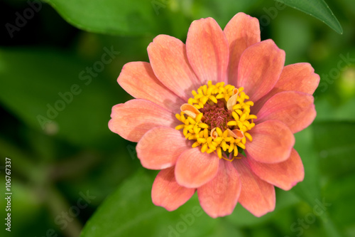 orange flower