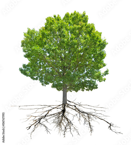 isolated summer oak tree with root