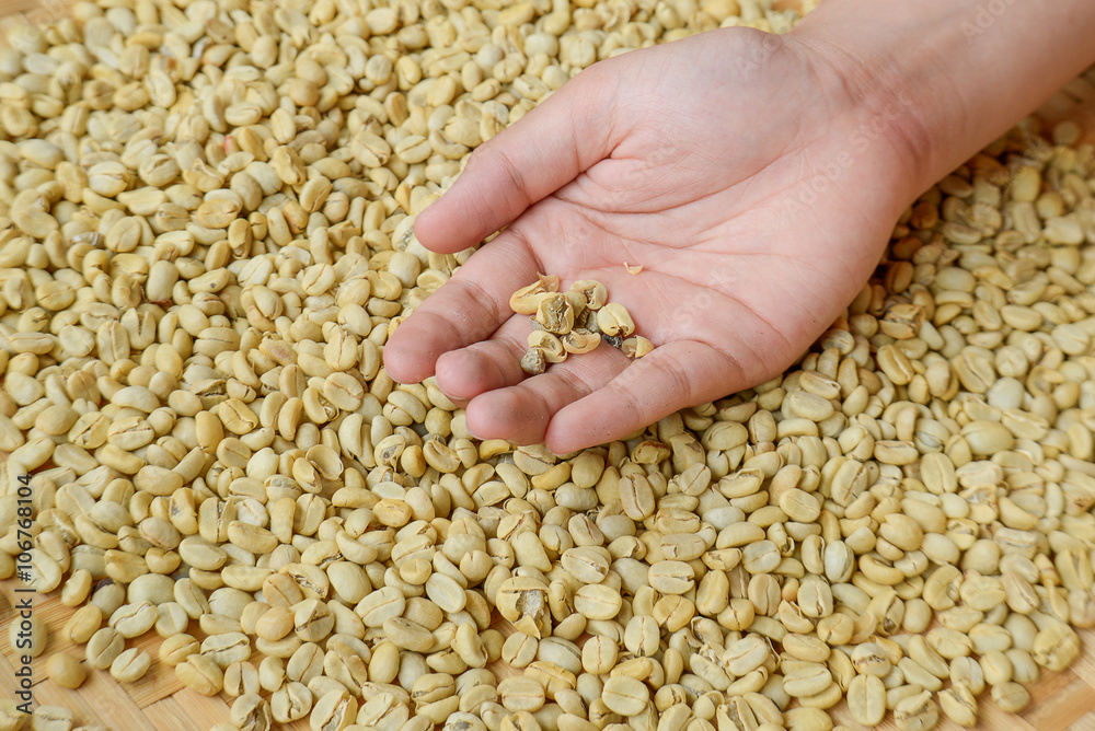 Sorting Coffee Beans , Selection coffee beans by hand. Sorting Coffee Beans , Selection coffee beans by hand.