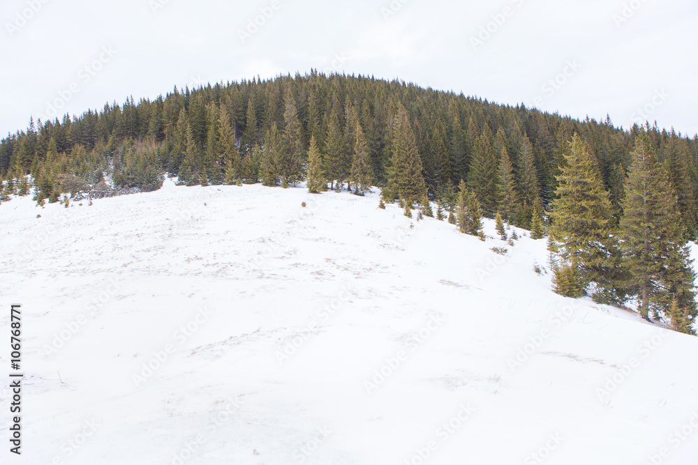 fir trees on snowy hill