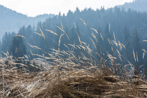 Species of grass. Grass field in mountain landscape. photo