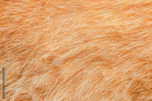 Close up cat fur background.