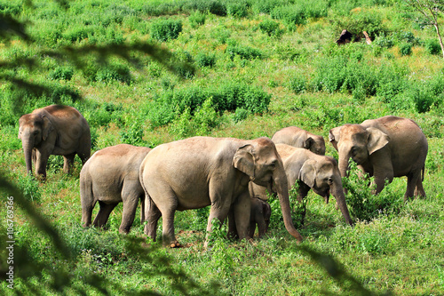 School of elephants with green meadow background.