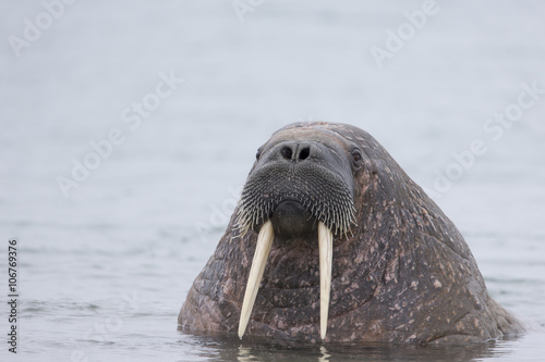 Walrus popping out of the water.