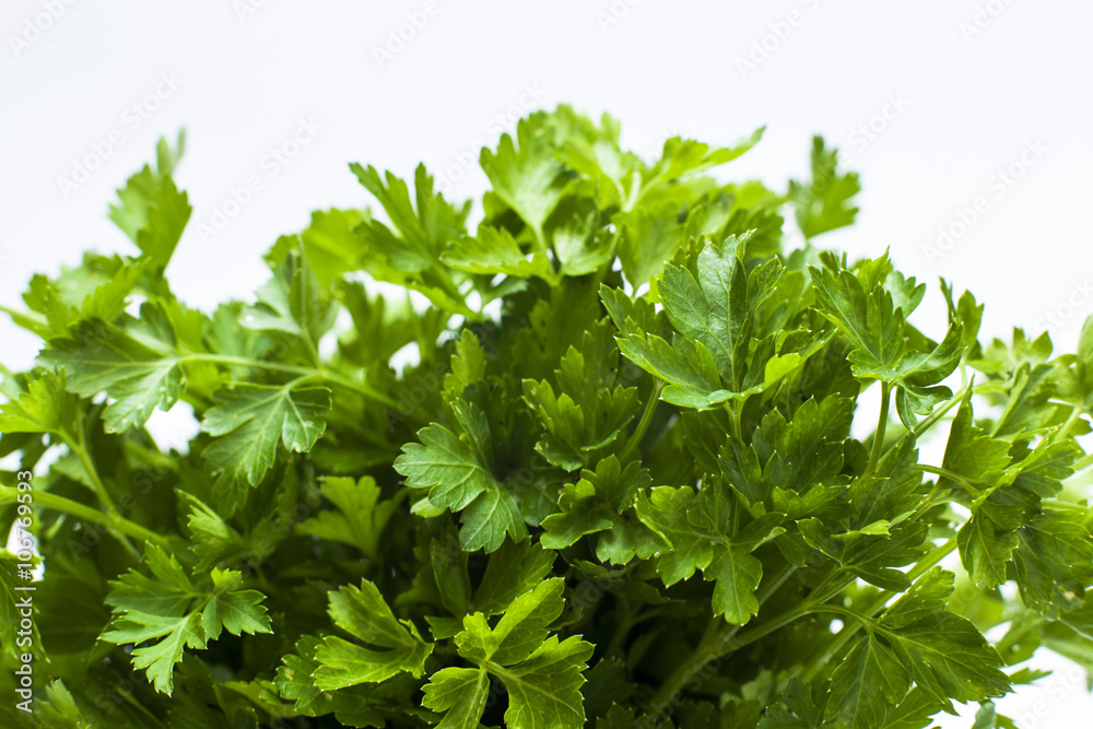 leaves of parsley leaves of parsley