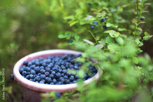 Harvesting berries in forest. Bucket of blueberries