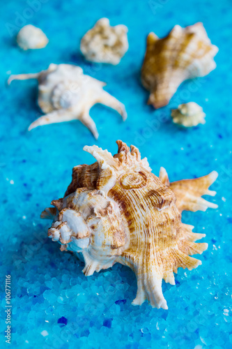 Seashells, closeup, selective focus. On the crystal blue blurred background.