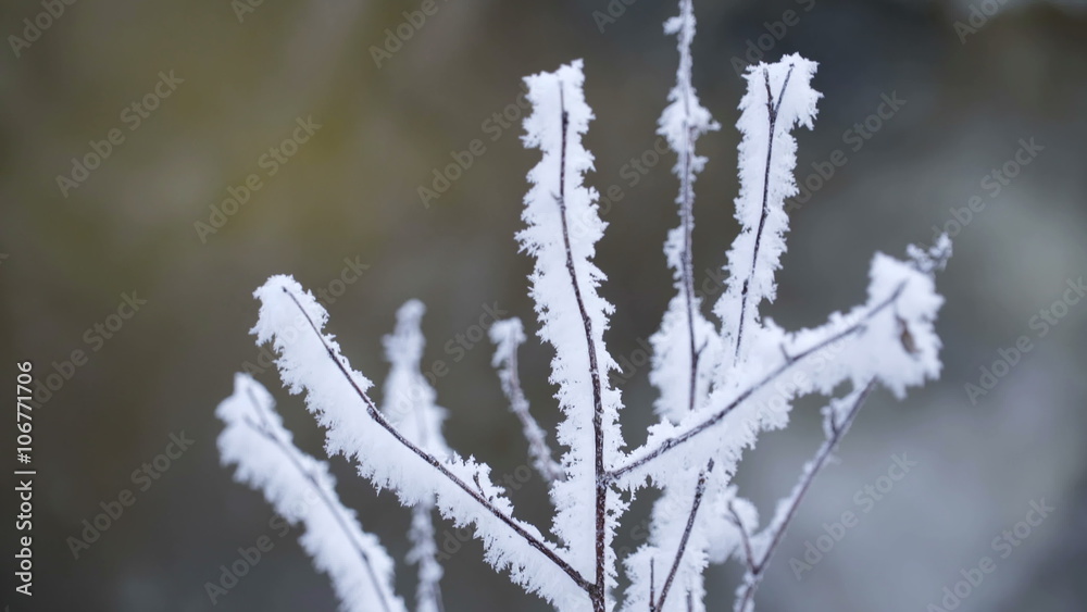 The stem covered with white snow and the rapids of water coming from the river on the background The stem covered with white snow and the rapids of water coming from the river on the background