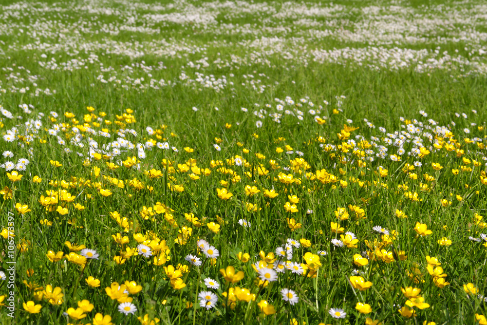 Blumenwiese mit Gänseblümchen und Butterblumen