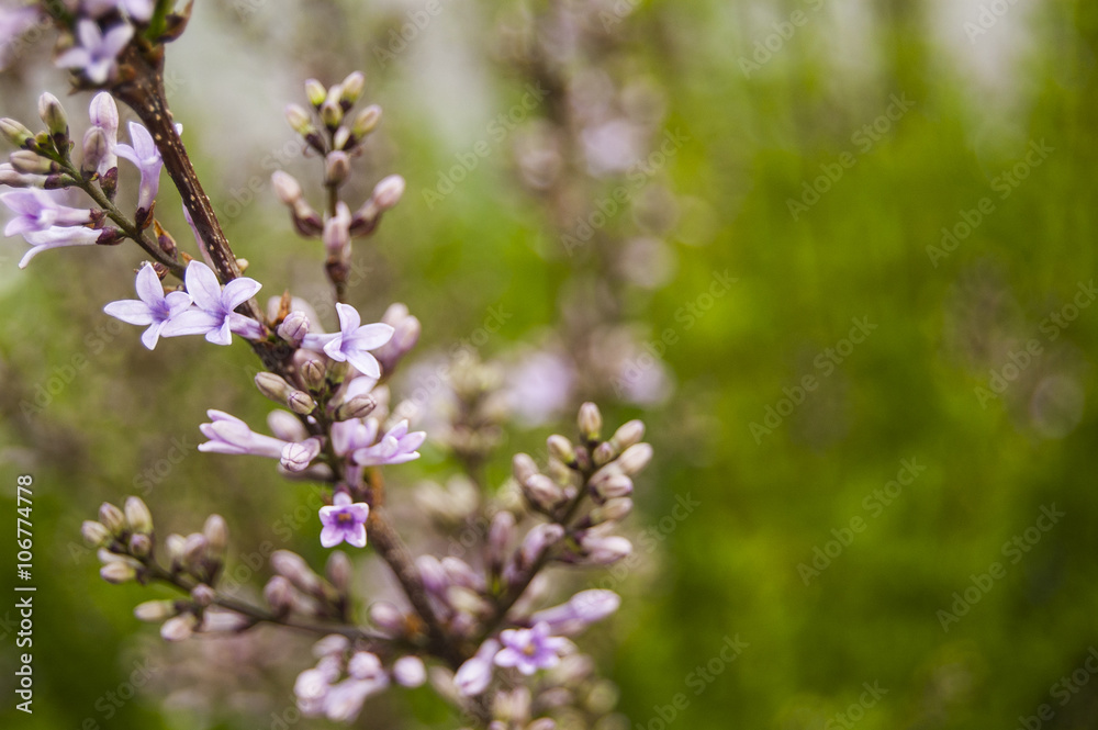 Violet Flowers on left with buds Violet Flowers on left with buds