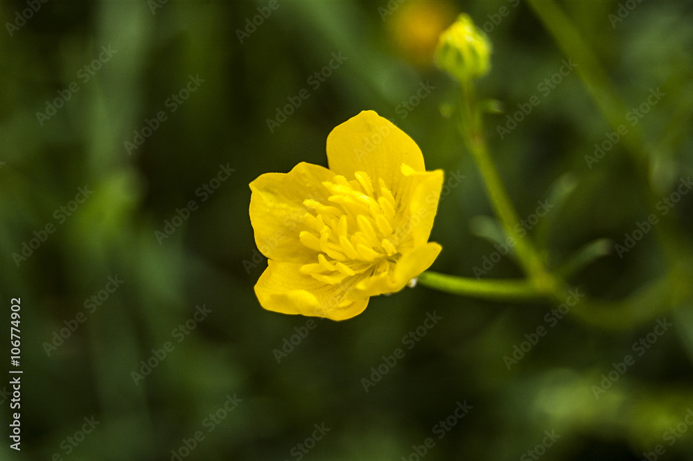 Wallpaper central yellow flower on blur background Wallpaper central yellow flower on blur background