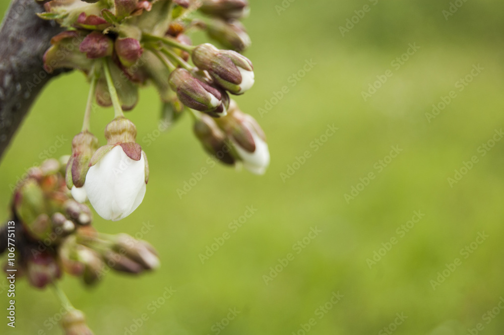 White Buds on Green Background White Buds on Green Background