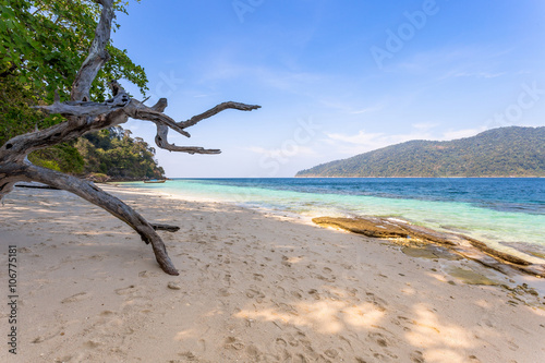 Dead tree shadow standing on the beach. Blue sky sunshine. Paradise island  LIPE Thailand