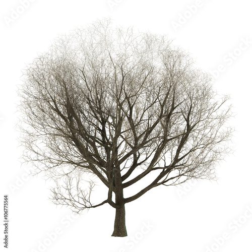 3D Illustration Ash Tree on White