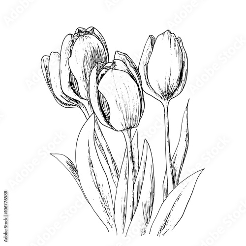 Fototapeta Tulips on a white background.