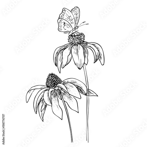 Fototapeta Romantic vector background with three echinaceas.