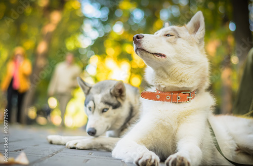 Two dogs husky lie in the park on a sunny day