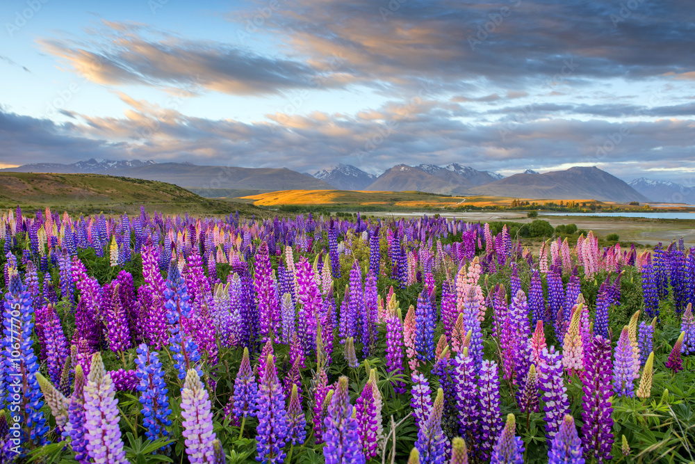 Fototapeta premium Russle Lupines at Lake Tekapo