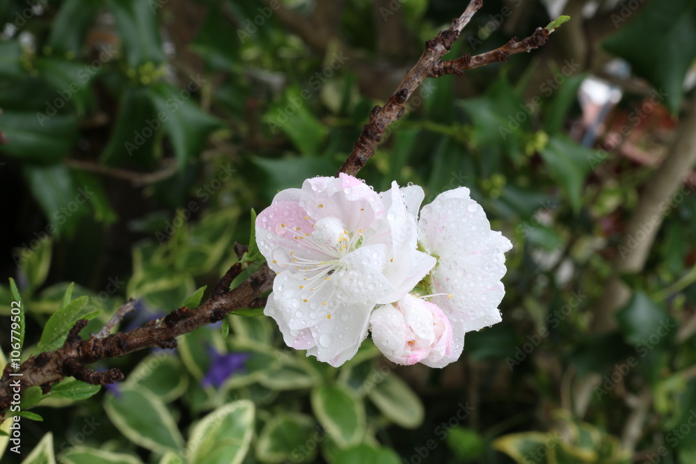 Fototapeta premium 花桃